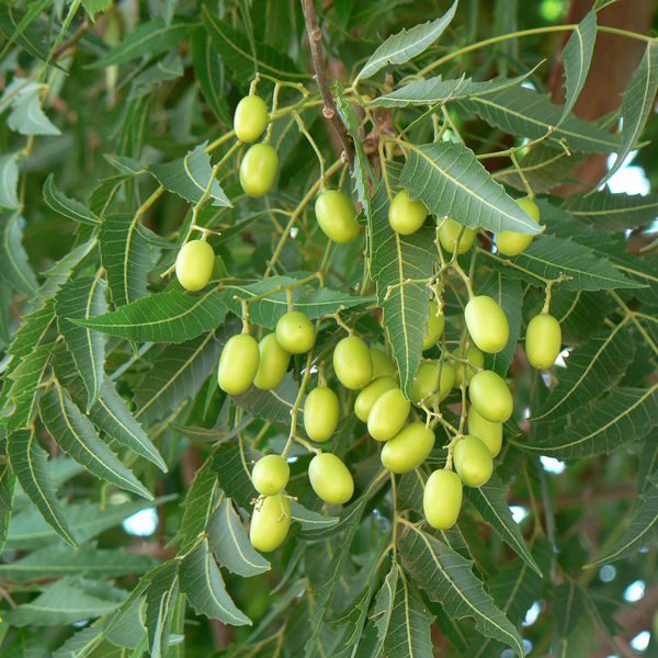 Azadirachtaindica.jpg